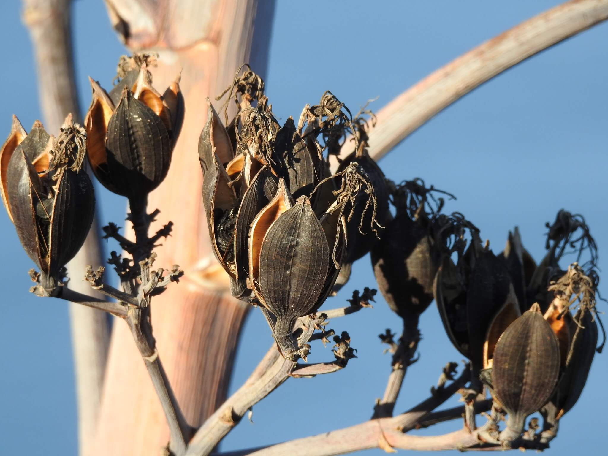 Agave angustifolia